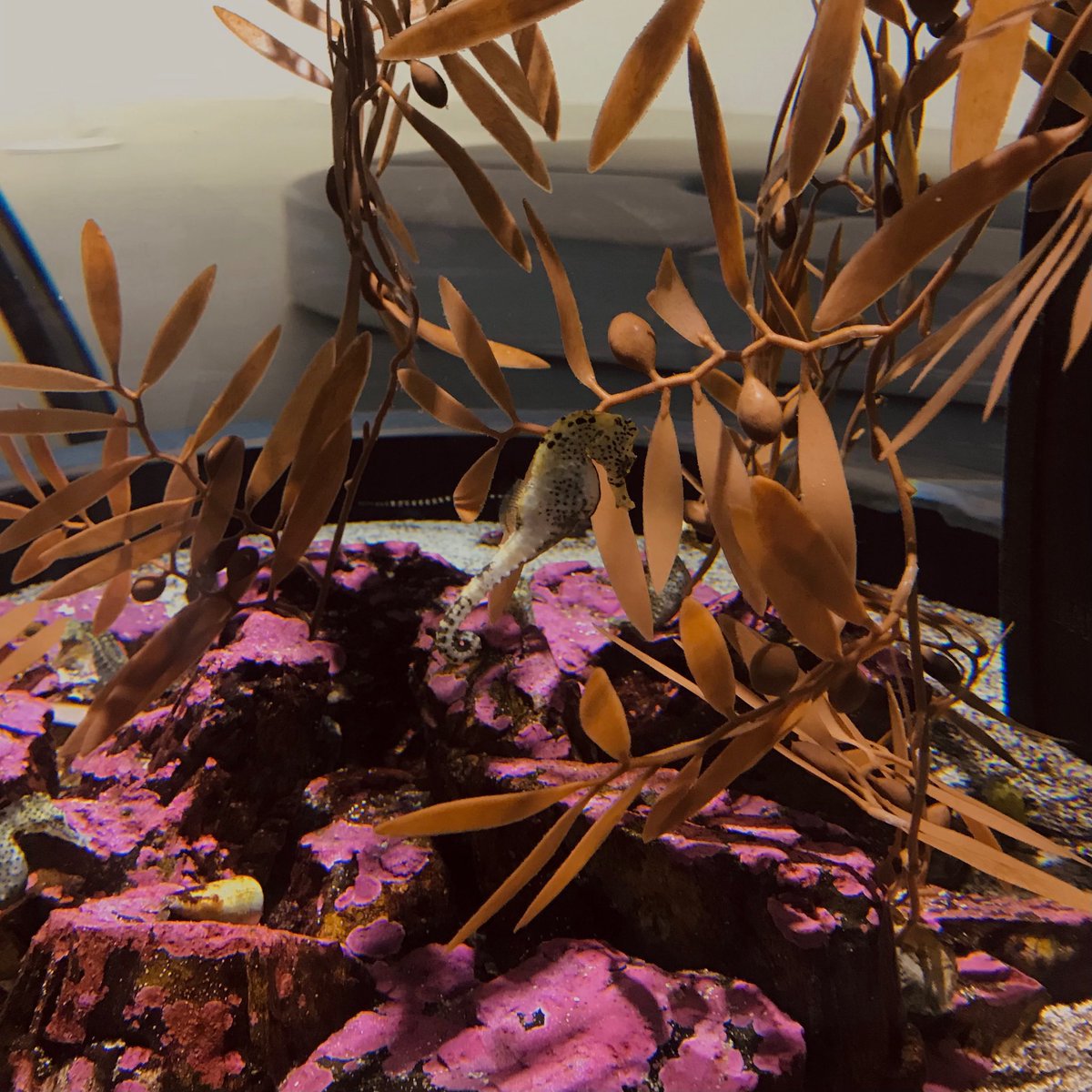 ASA TEAM INA tweet media