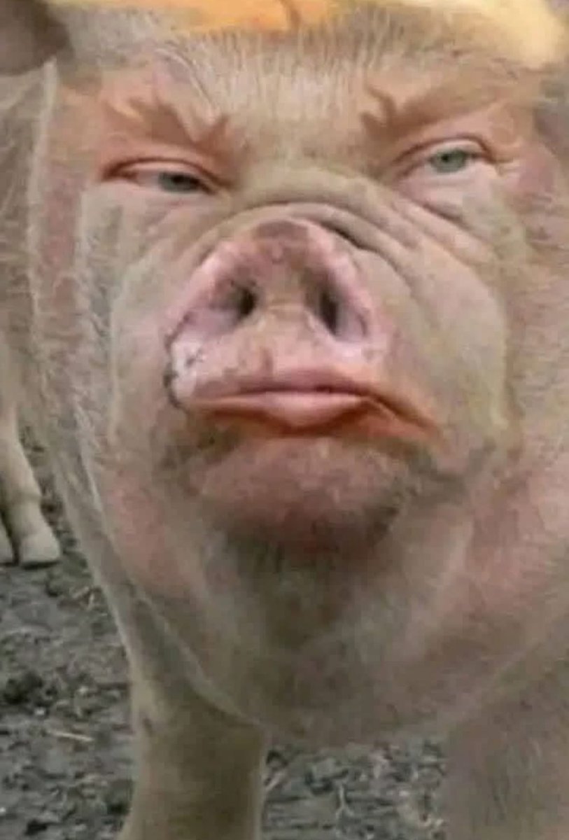 Lkbrass_COM's tweet image. American Pure Porc 😱
#PORCUS