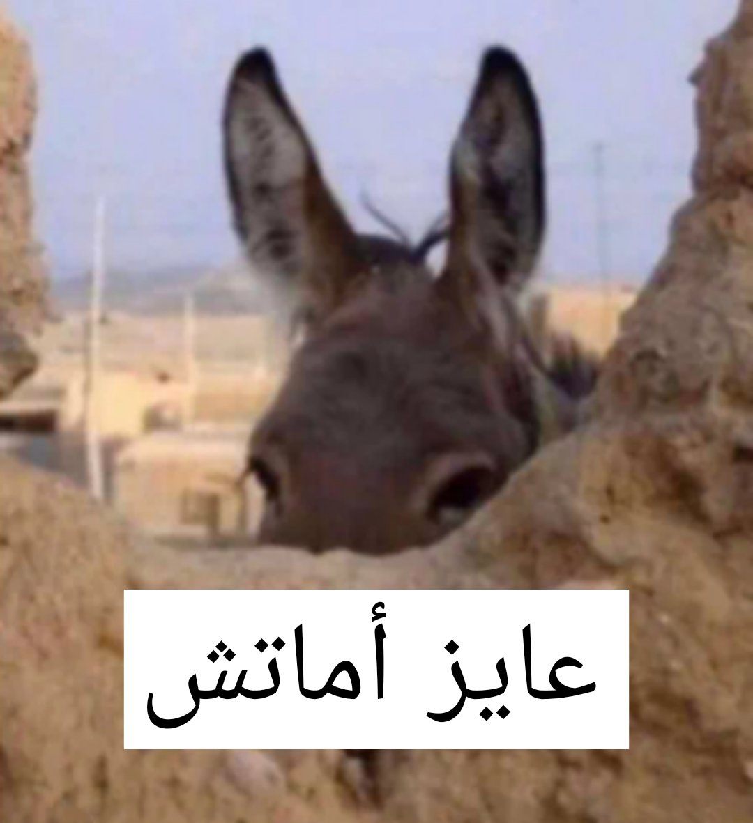 Abdelrahman Elshimy tweet media