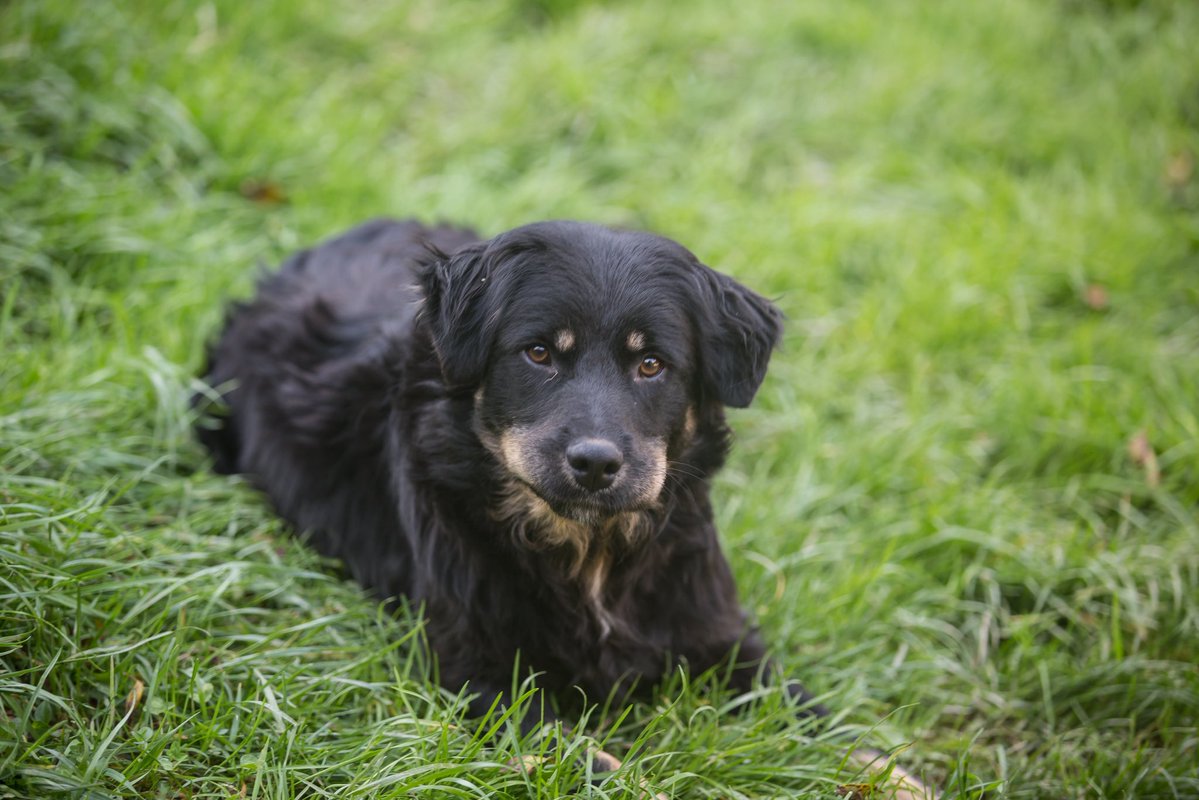 Saving Strays 🐾🐶🐕 tweet media