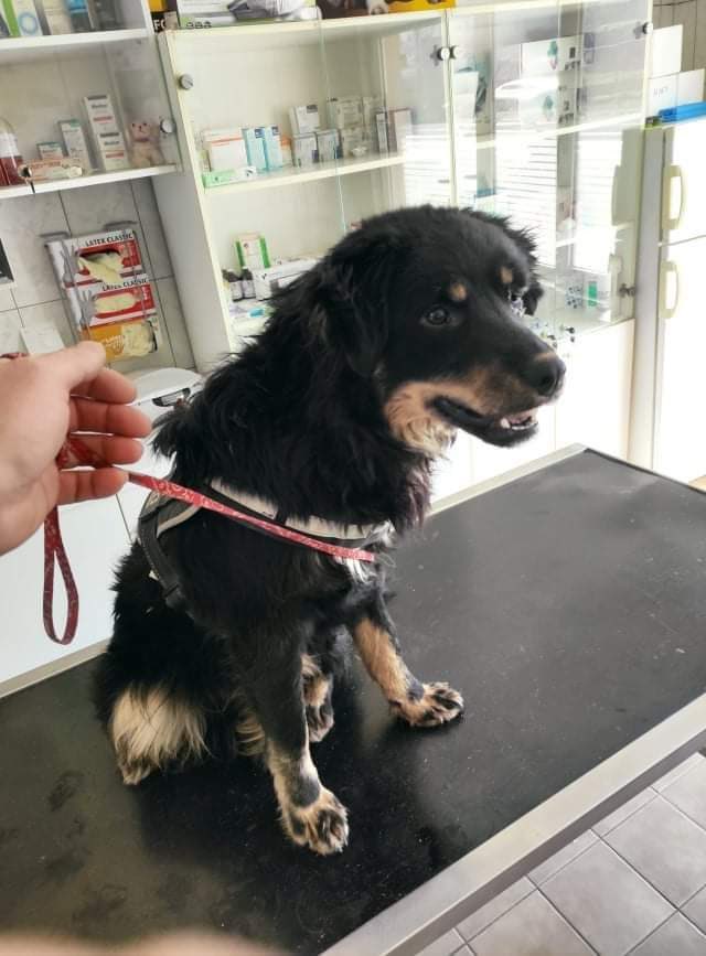 Saving Strays 🐾🐶🐕 tweet media