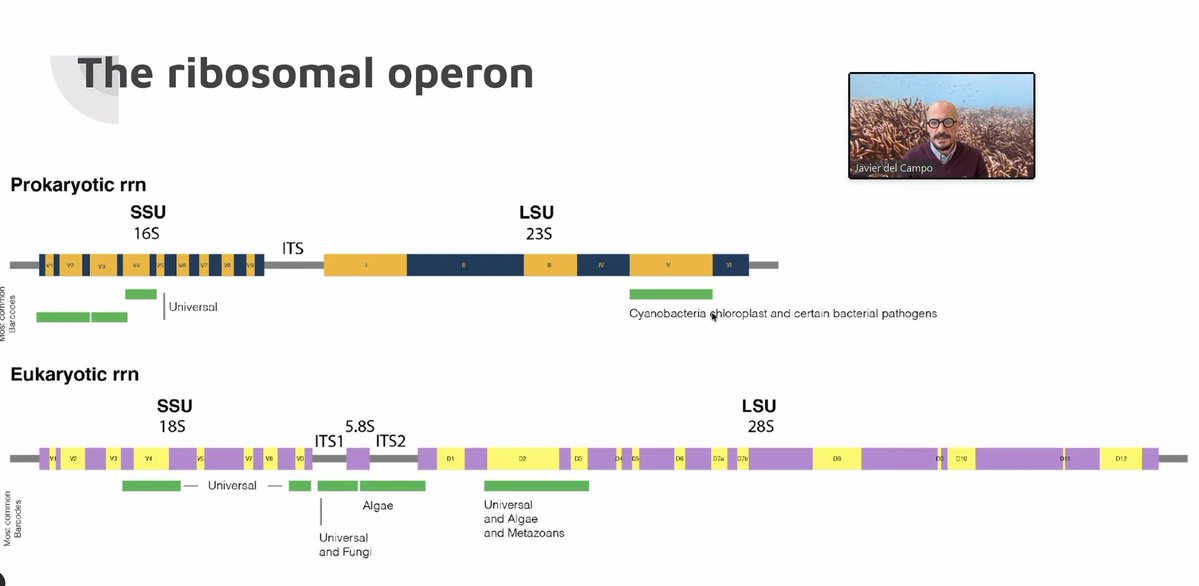 Physalia-courses@ONLINE tweet media