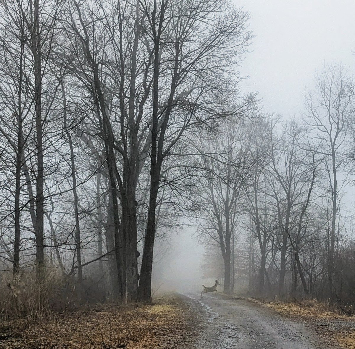 Norann Voll tweet media