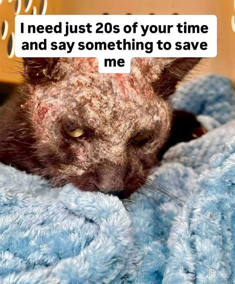 Urgent help needed 🚨💔

The most handsome boy in the world has left the building. Krackle is now safe at the vet, beginning the next chapter of his journey and finally getting the care he desperately needs. 🐾

Please follow the page for updates. If you pledged for Krackle,