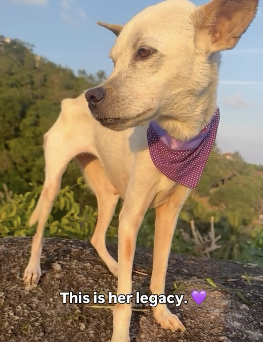 Happy Doggo tweet media
