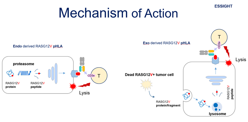 chuminhua432's tweet photo. 🇨🇳➡️🇺🇸 FDA IND win for 🇨🇳 Essight Bio

Shanghai Essight Biotechnology’s ES502 has received FDA clearance to enter a Phase I trial in patients with advanced solid tumors harboring RAS G12V mutations (KRAS/NRAS/HRAS). 

ES502 is a next‑generation TCR×CD3 bispecific T‑cell engager, designed to bind the RAS G12V–HLA pHLA complex with >100× higher affinity than CD3, enabling highly selective T‑cell activation at the tumor site. 

Notably, ES502 is reported as the first TCR×CD3 bispecific targeting RAS G12V to enter the clinical trial. 

#Oncology #TCellEngager #RAS #Biotech #FDA #ChinaBiotech