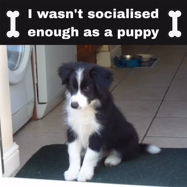 FurryFollowing tweet media