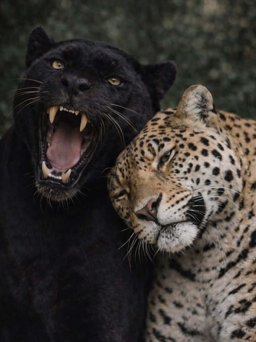 ✺ 𝖫𝖺𝗌𝗍𝗂𝗇𝗅𝗂𝗇𝖾 (@enilnitsal) on Twitter photo 