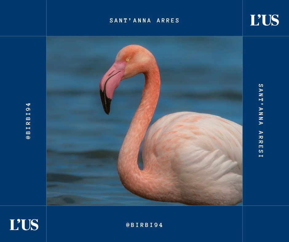 L'Unione Sarda tweet media