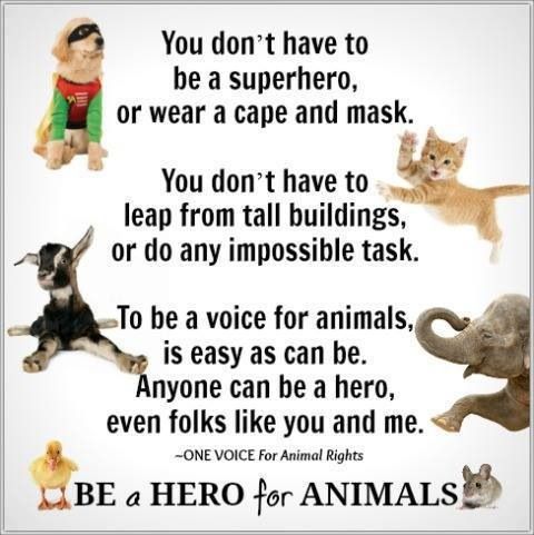 Join us Saturday, May 2nd for the Jack Rome Memorial 5K and Fun Walk... and be heroes. 
Register at: Jack Rome Memorial 5K Online Donations

#fundraiser #animals #animalwelfare #weareyourcityshelter #supportTJO