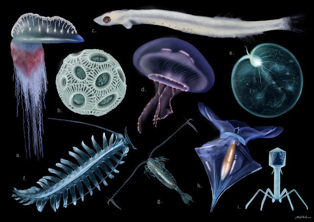 ILLUSTRACIENCIA tweet media