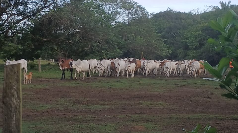 La Primavera Pasion Ganadera tweet media