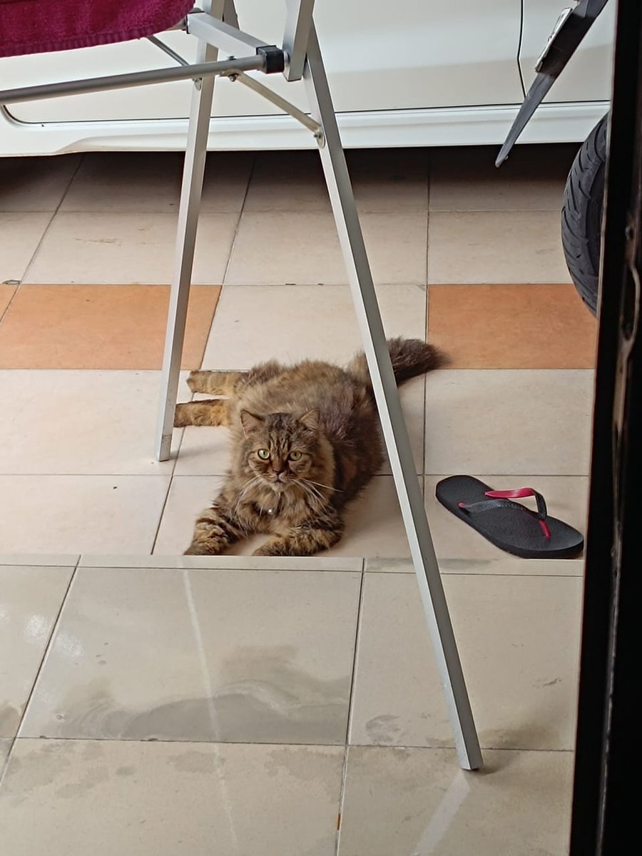 orange cat activities 🇵🇸 tweet media