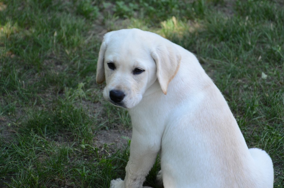 Marc Land tweet media