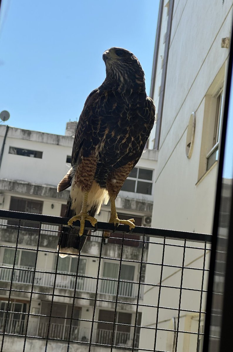  soyraimunda .- tweet media