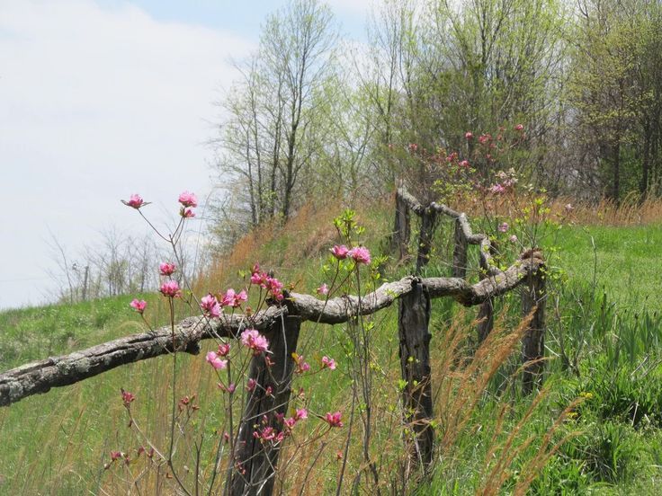 only aesthetic tweet media