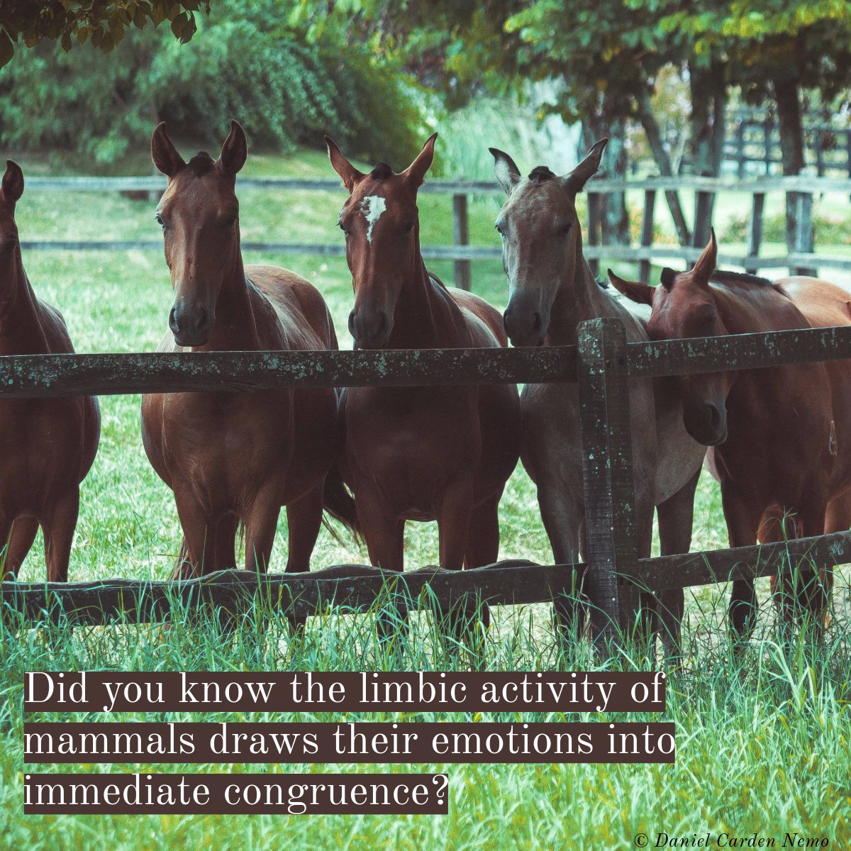 Daniel Carden Nemo tweet media