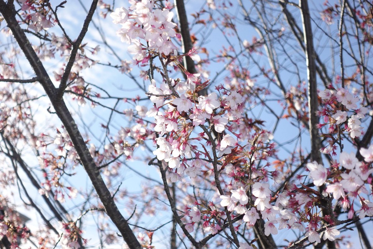 hz(エッゼ) tweet media