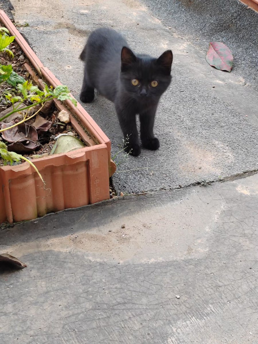 超大号Mini-Indris tweet media