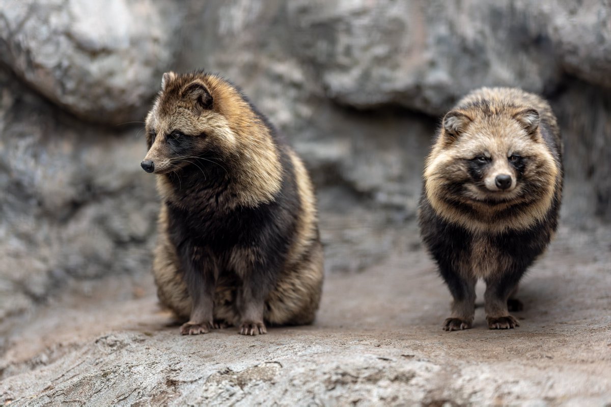 vanity_temple's tweet photo. 野毛山動物園、たぬきがとてもいい https://t.co/ZmjpGcNE9p