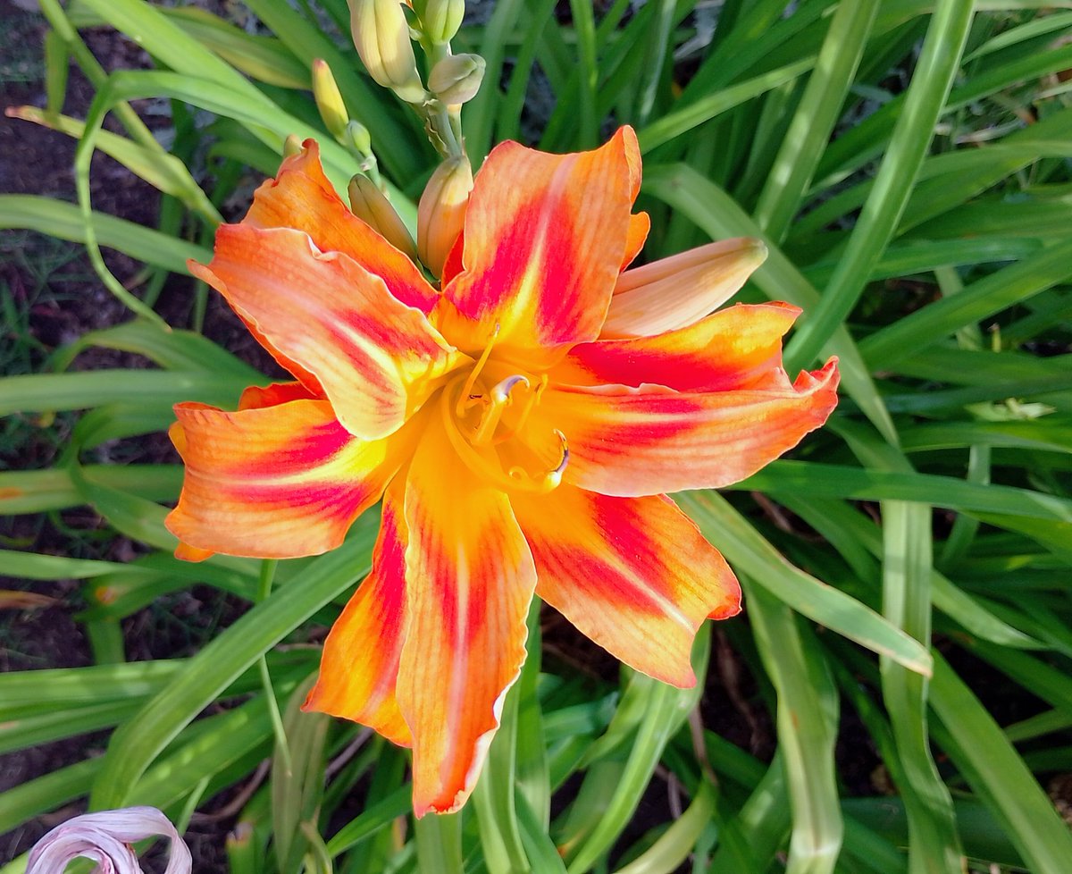 Lopezlaila1's tweet image. #Amaryllis