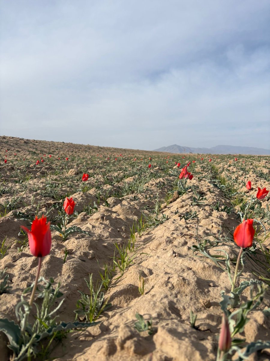 balochsadia2's tweet photo. Even in wildness and chaos of Balochistan gwarikhs bloom with Nowruz,carrying hope in their fragile petals. https://t.co/2s3xwu9yh2