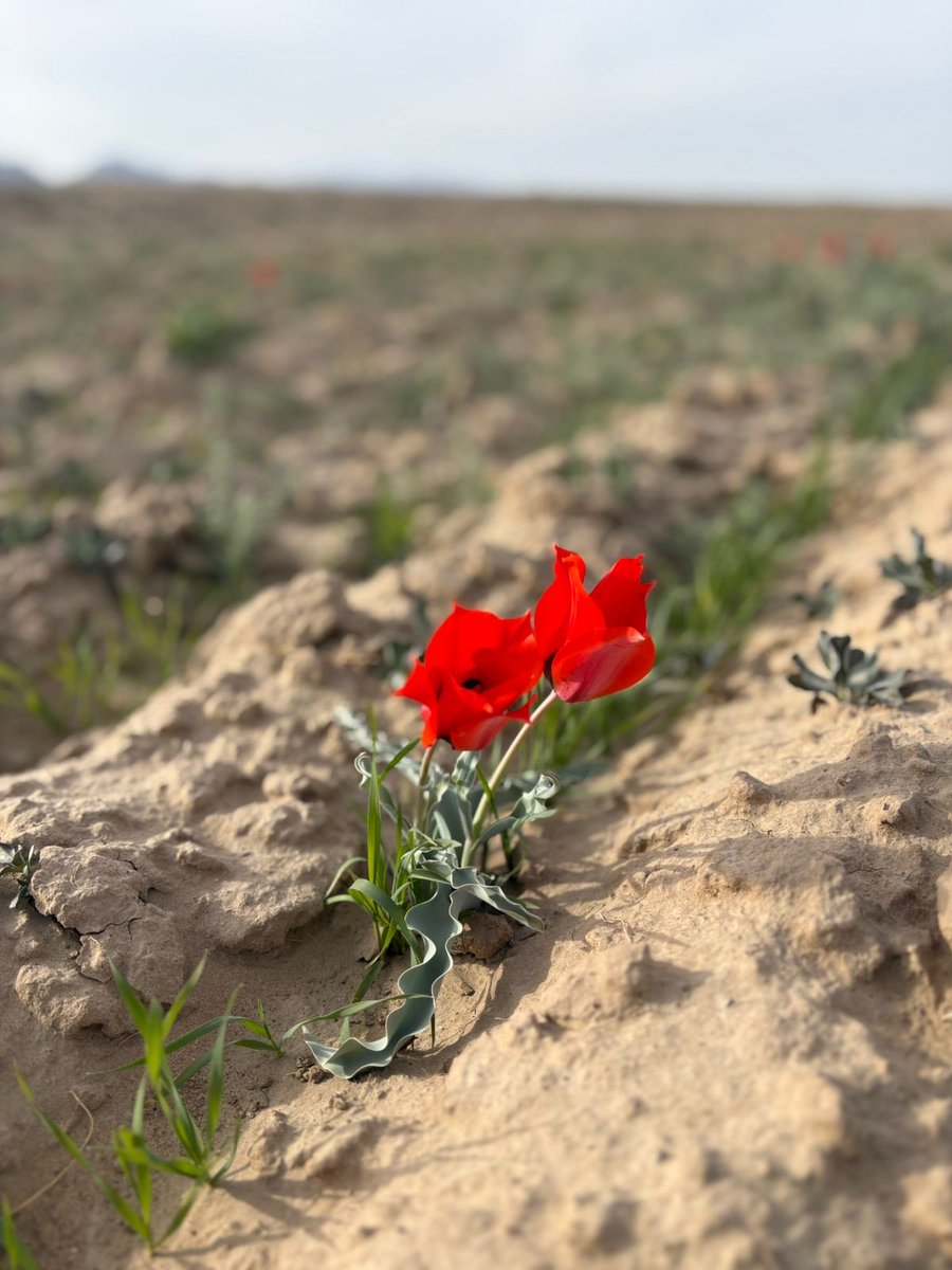 Even in wildness and chaos of Balochistan gwarikhs bloom with Nowruz,carrying hope in their fragile petals.