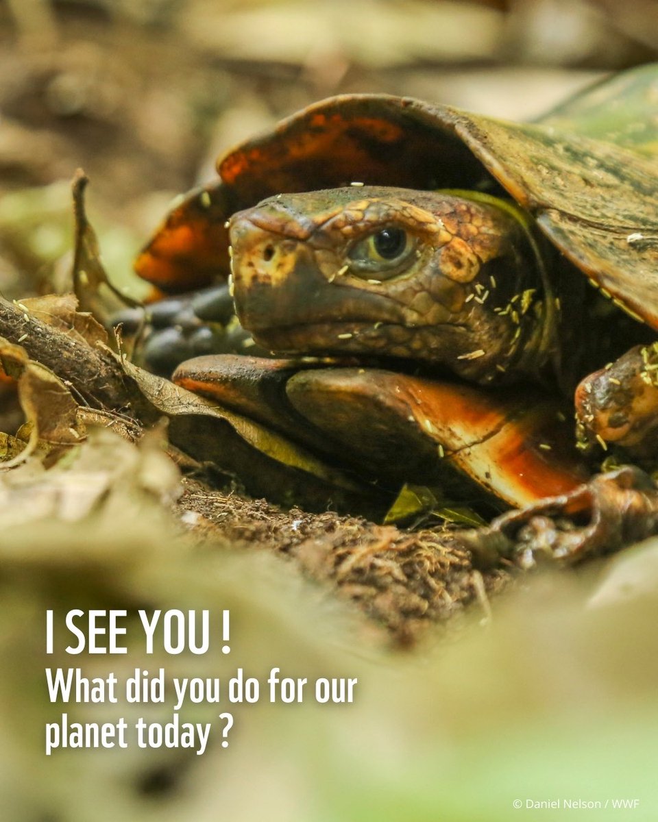 WWF CAMEROON tweet media