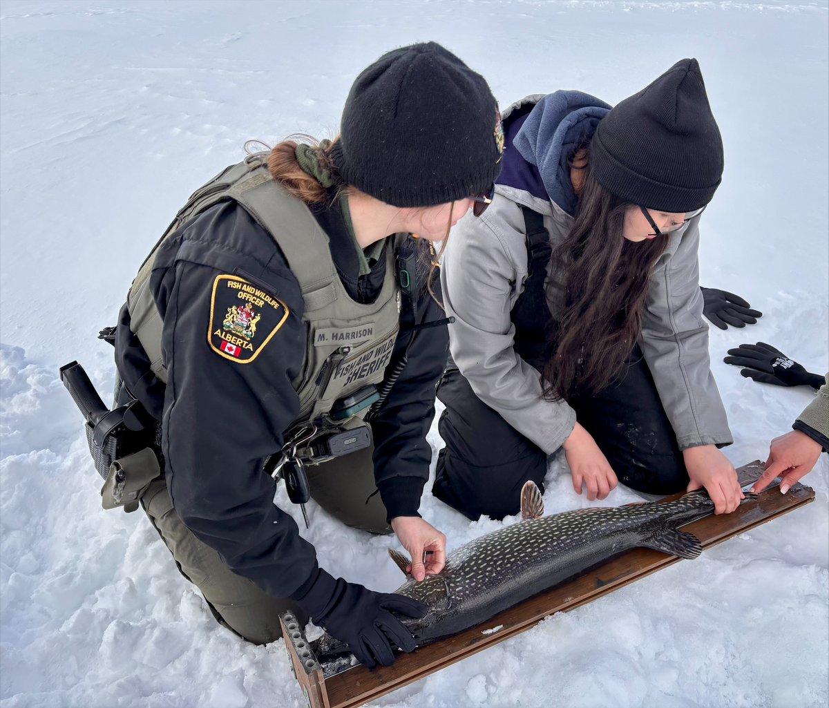 Alberta Fish and Wildlife Enforcement tweet media