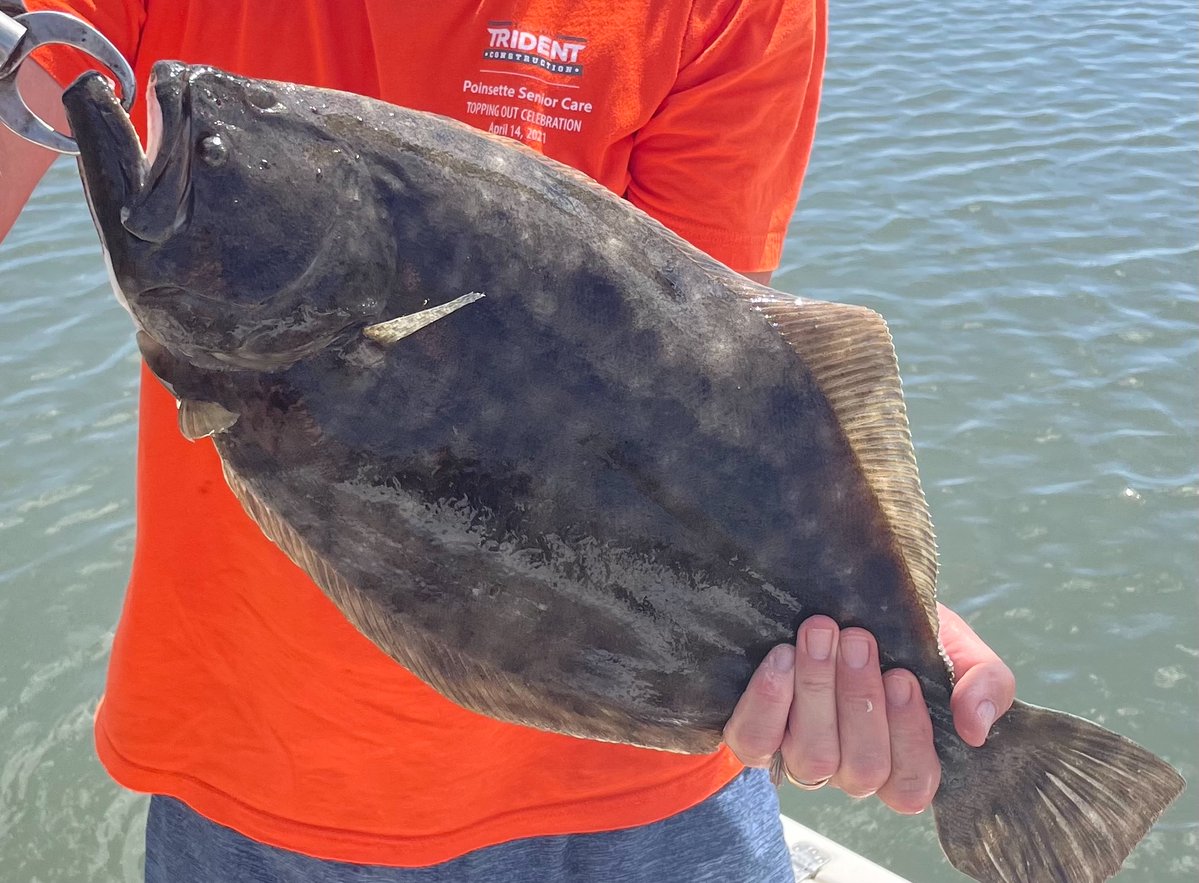 NC Division of Marine Fisheries tweet media