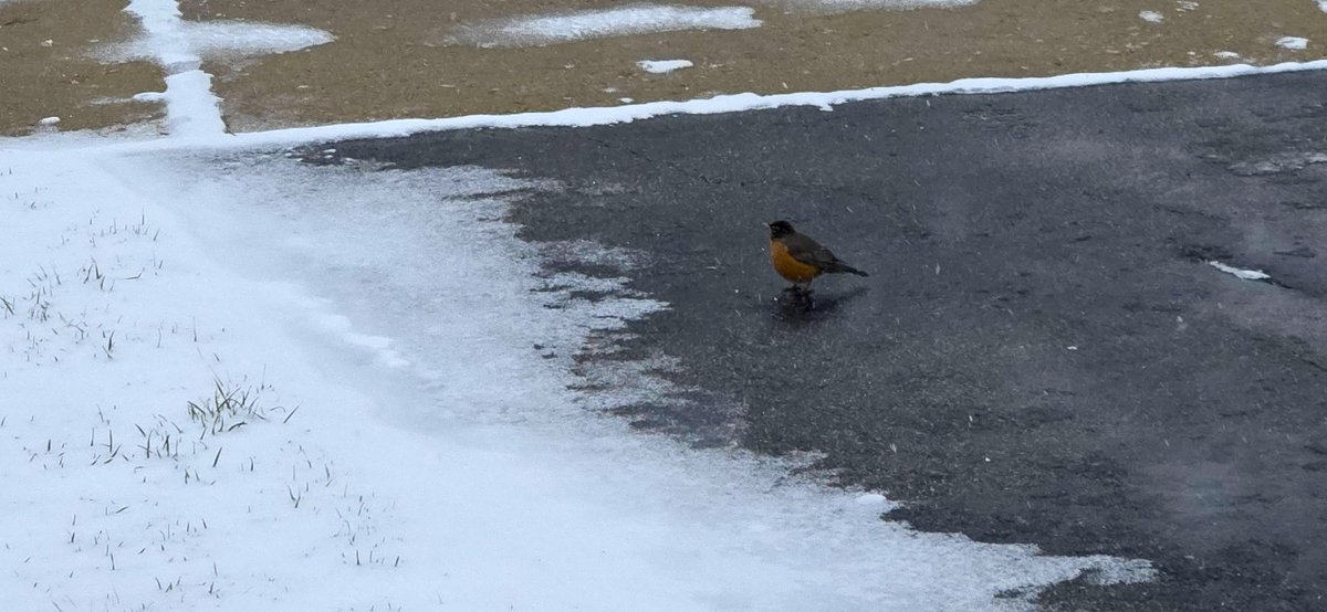 k808a's tweet photo. Just a poor robin wondering, like the rest of us, WTH happened to Spring https://t.co/70ZV8201Or