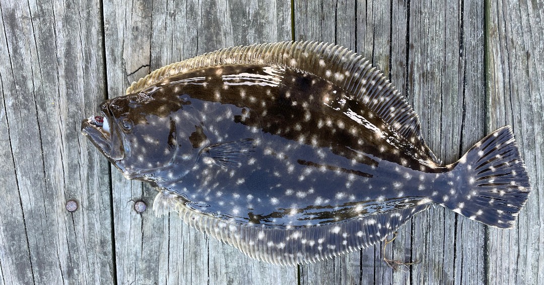 NC Division of Marine Fisheries tweet media