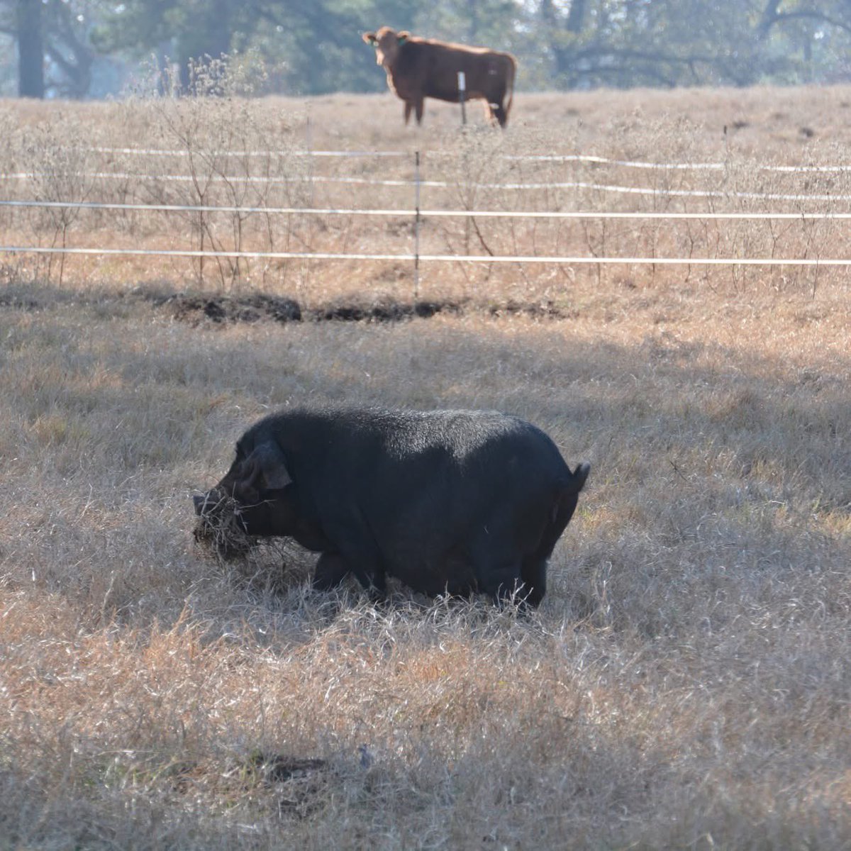 Pinehurst Farm tweet media
