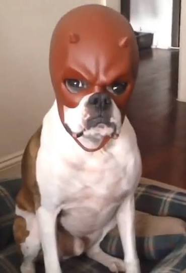 brooklyn tweet media