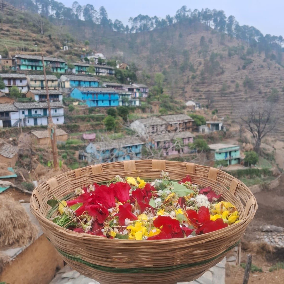aboyfromgarhwal's tweet image. Sharing some beautiful moments of my family  from Phooldei festival . In our Pahadi culture, nature is not just around us—it is part of our family. These traditions remind us how deeply we are connected to our land, flowers, and mountains. 🌸🏔️
#phooldei #nature  #pahad