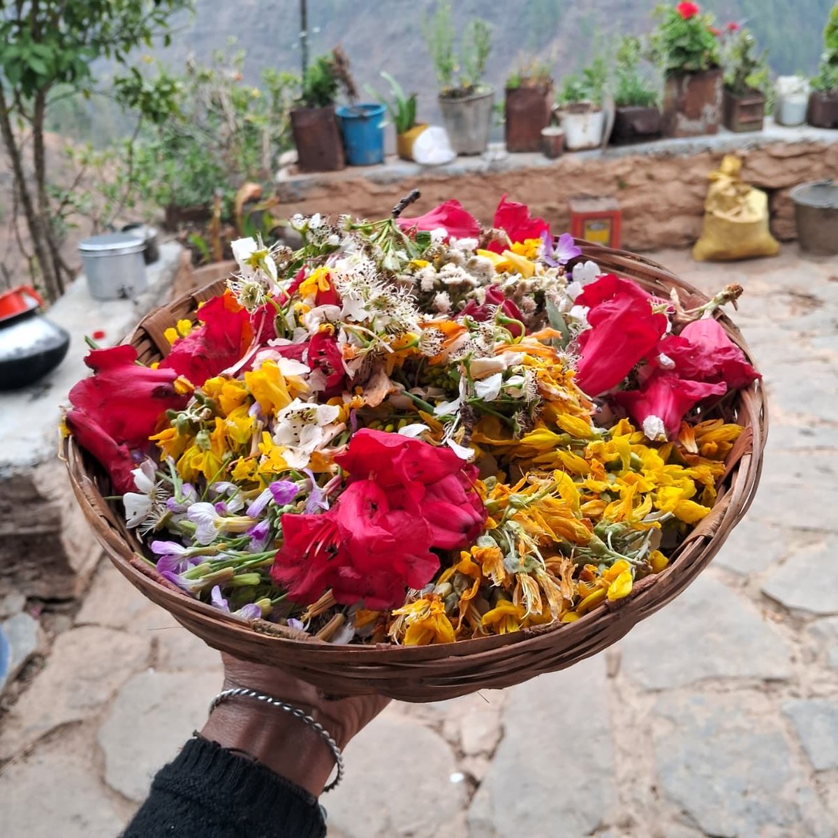 aboyfromgarhwal's tweet image. Sharing some beautiful moments of my family  from Phooldei festival . In our Pahadi culture, nature is not just around us—it is part of our family. These traditions remind us how deeply we are connected to our land, flowers, and mountains. 🌸🏔️
#phooldei #nature  #pahad