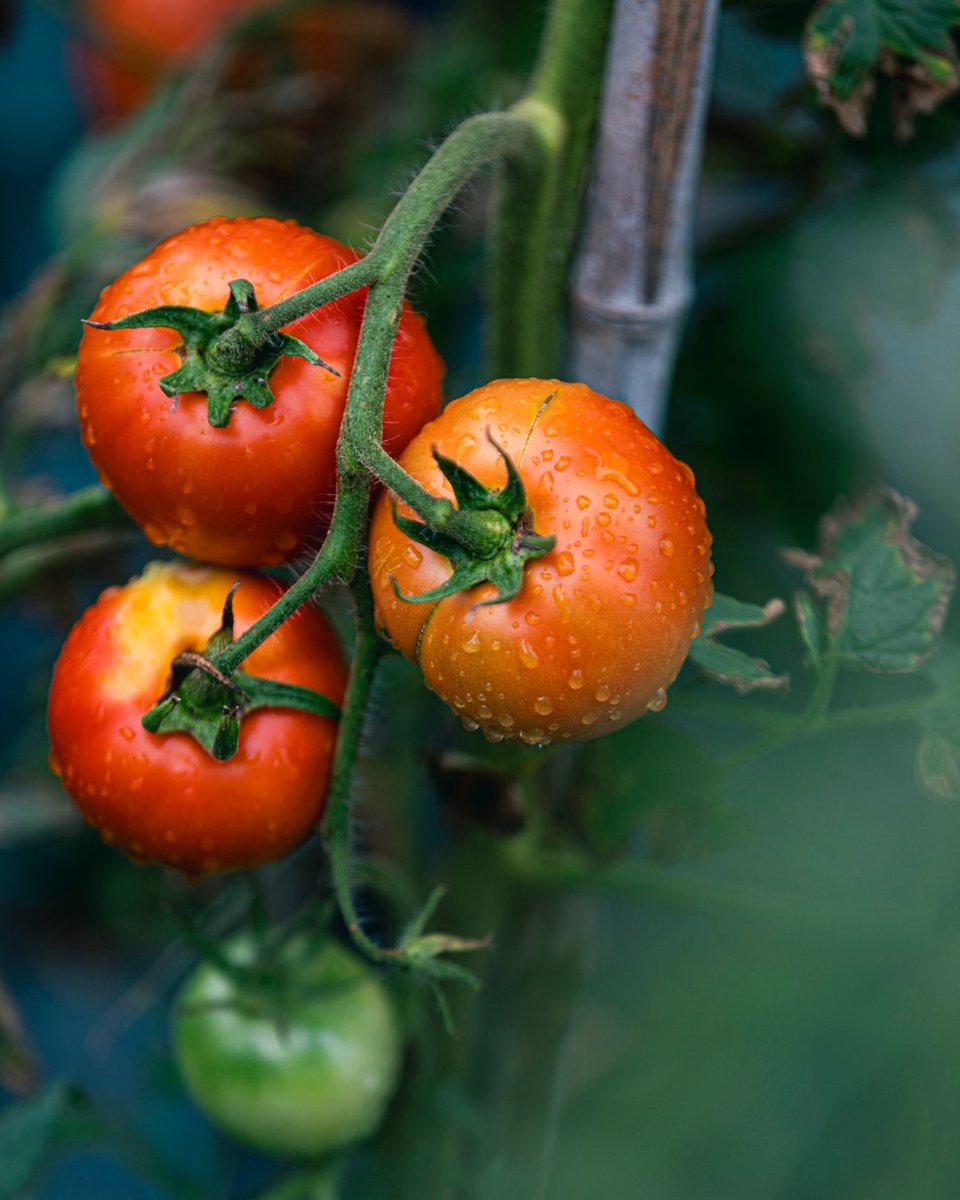 Benvinguts a Pagès tweet media