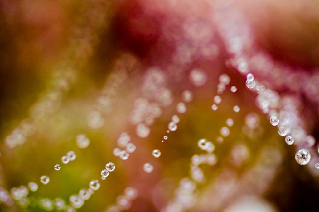 Iram Ortega 👁 tweet media