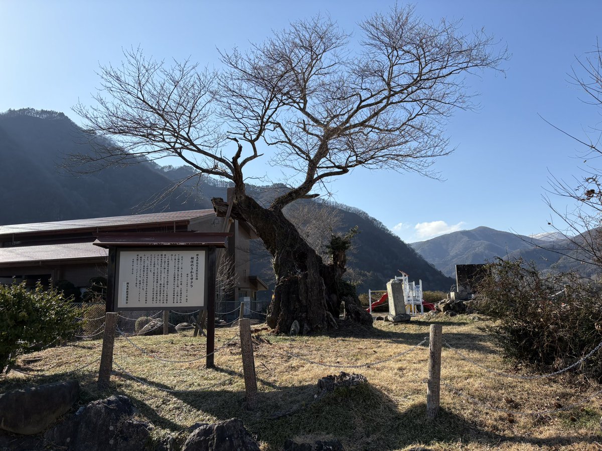 さかさ桜で〆。次は咲いている所も見たい
では、おやすみなさい……