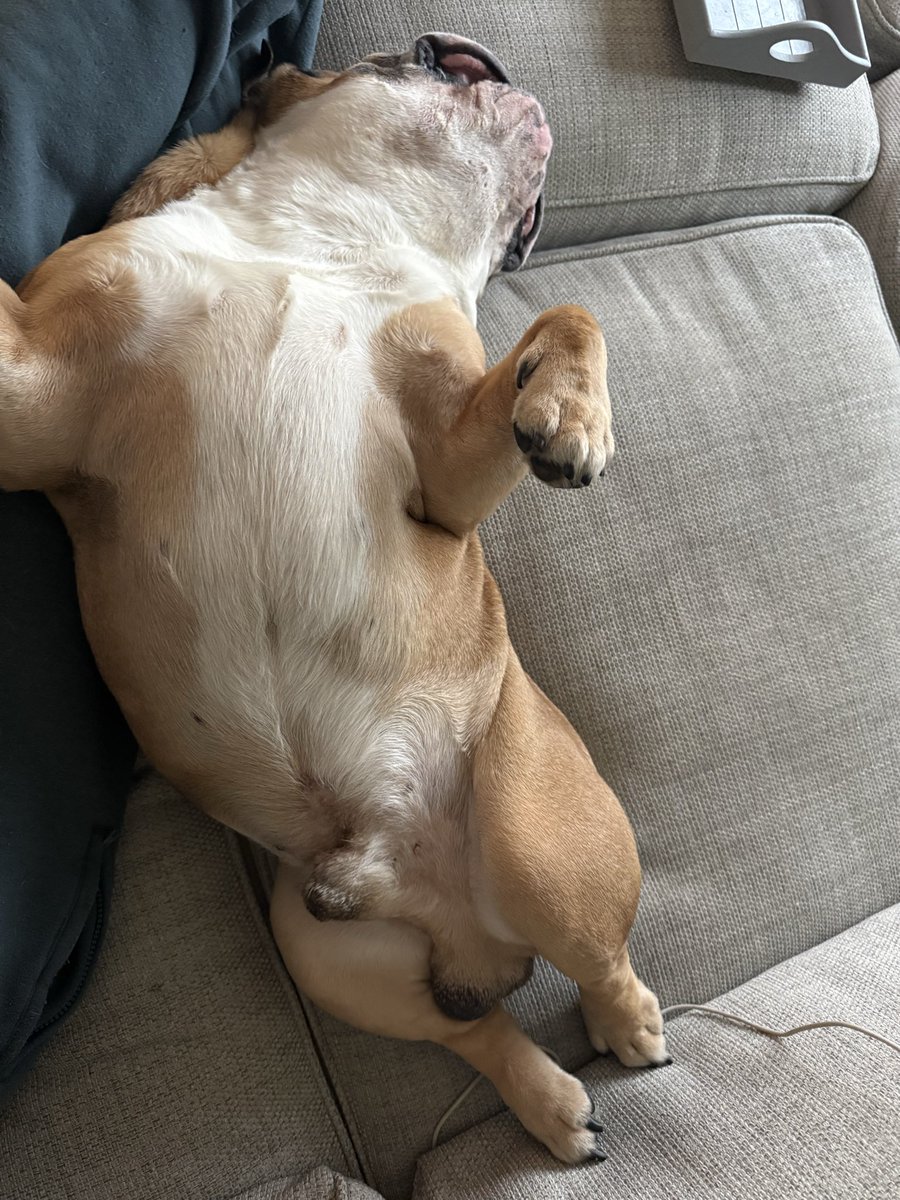 petebone0601's tweet photo. @Puppieslover 8 years old and sleeps like this everyday https://t.co/VnJYbtTags