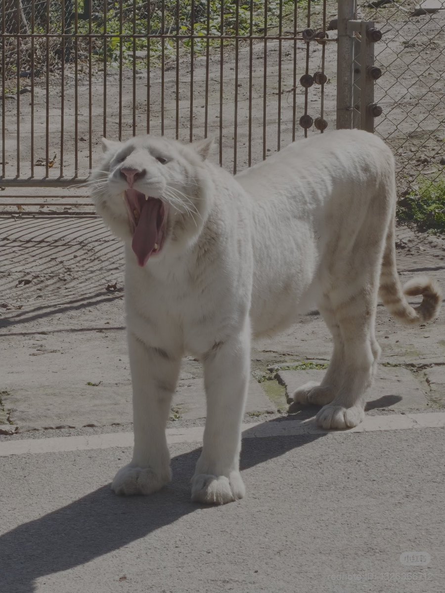 อู่สั่วเว่ย เป็นแมวยักษ์