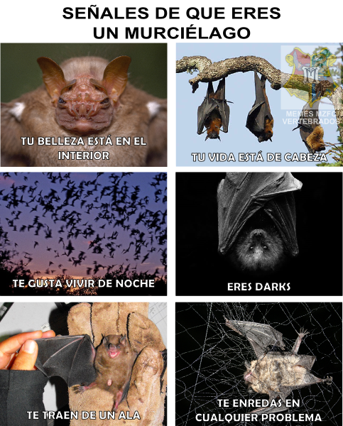 Kerleau's tweet photo. mmm  no se creo que soy uno jajajajaja XD
#bats #dark https://t.co/YayOqpqhnw