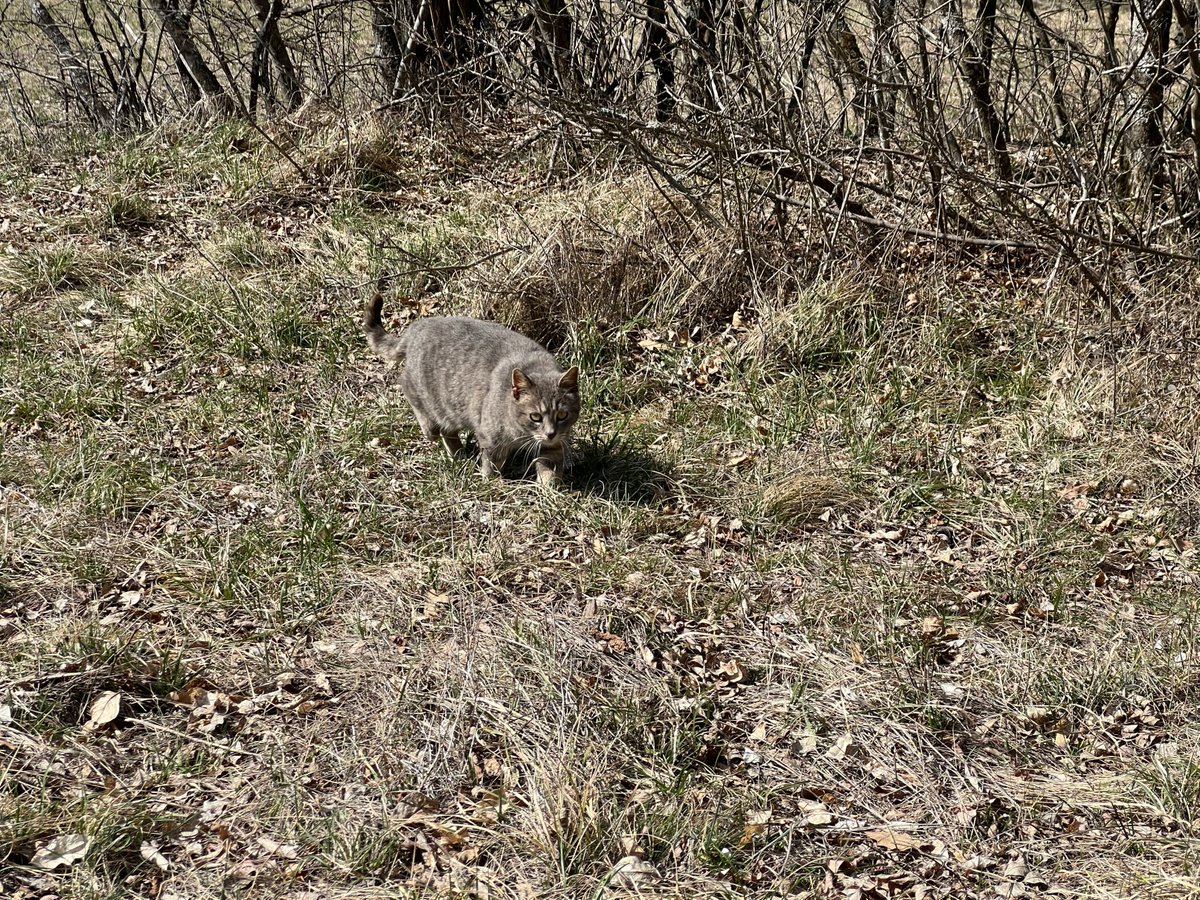 תגיד, כבר התחילה העונה של העכברים והסנאים?