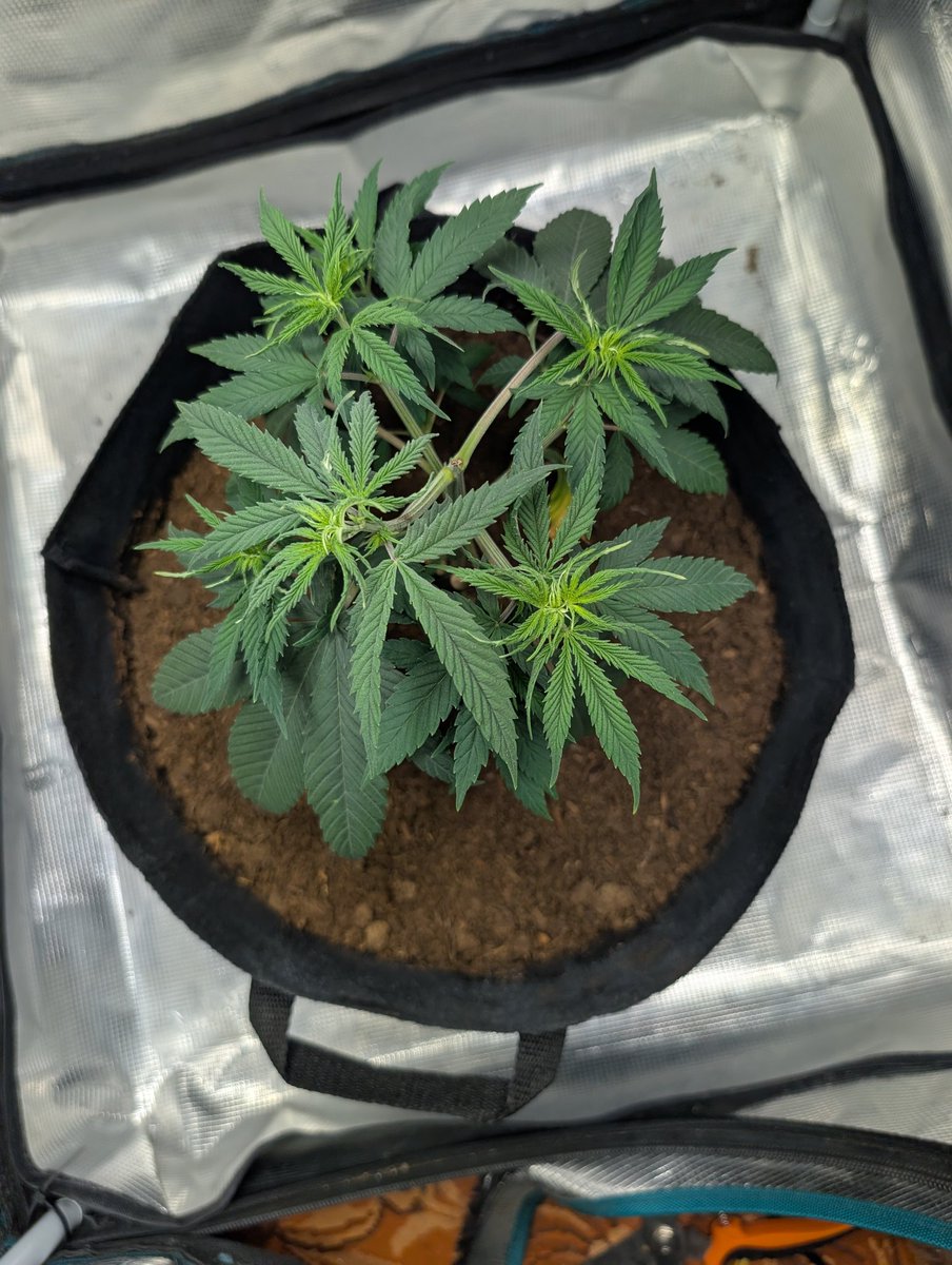 RooskieBrewskie 🐴 tweet media