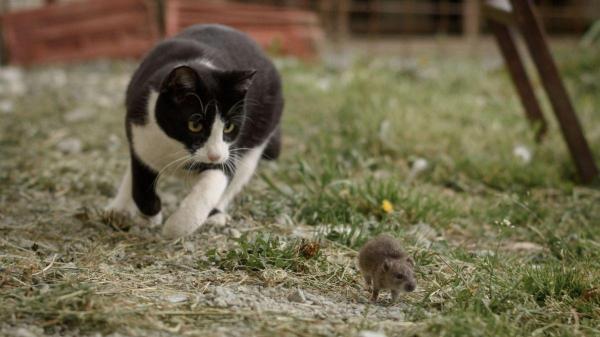 PeritoAnimal's tweet photo. Gatos comem ratos: mito ou verdade? https://t.co/OSicze3jjf #gatos https://t.co/Ph65vI6fqx