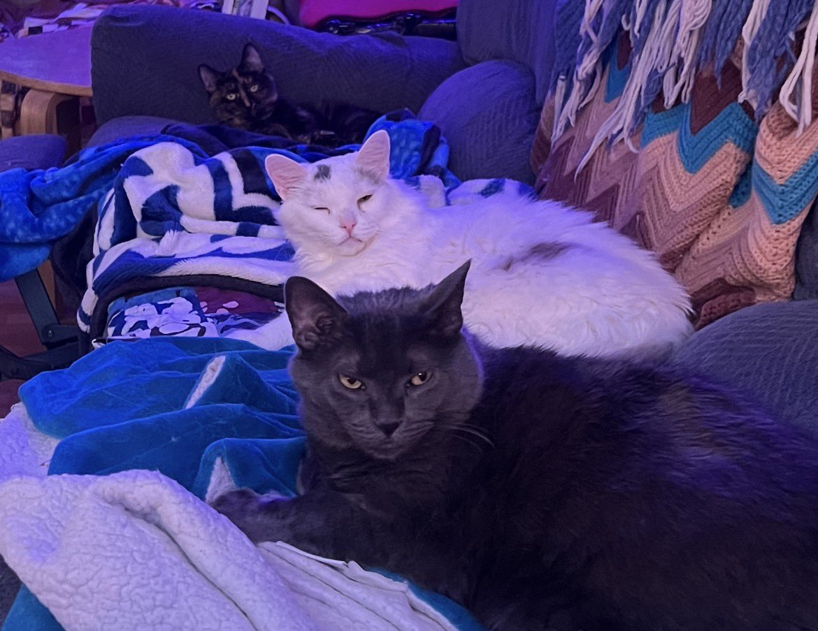 A Cat Named Bitches tweet media