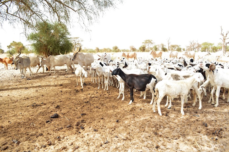 IPAR_Think-Tank 🇸🇳 tweet media