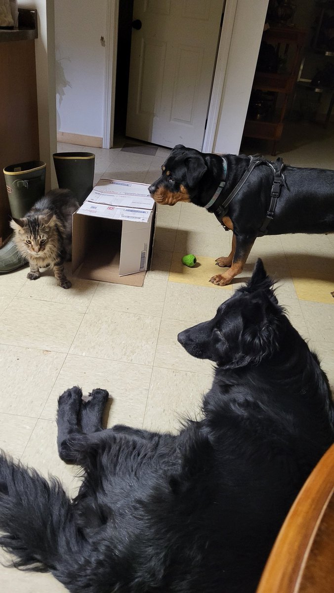 Maine Coon Cats tweet media