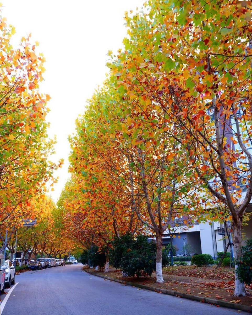 Maria Khatun tweet media