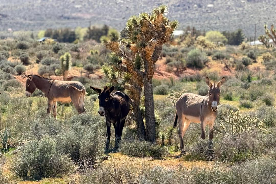 Kevin Janison tweet media